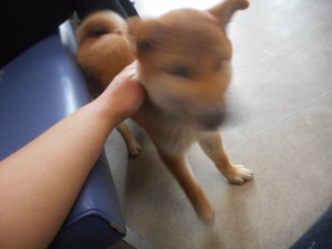 ブレてしまいましたが、八ちゃんです(;_:)