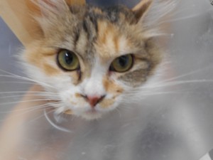 DSCN0776