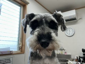 IMG_1233