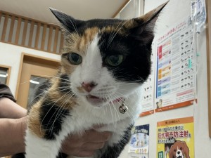 IMG_1236