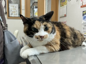 IMG_1242