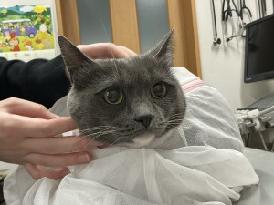 IMG_1401