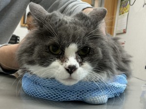 IMG_1419