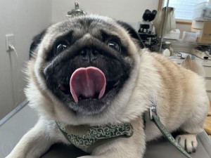 IMG_1899