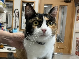 IMG_2520