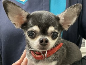 IMG_2803