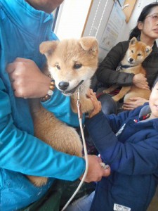 初参加☆ししまるちゃん